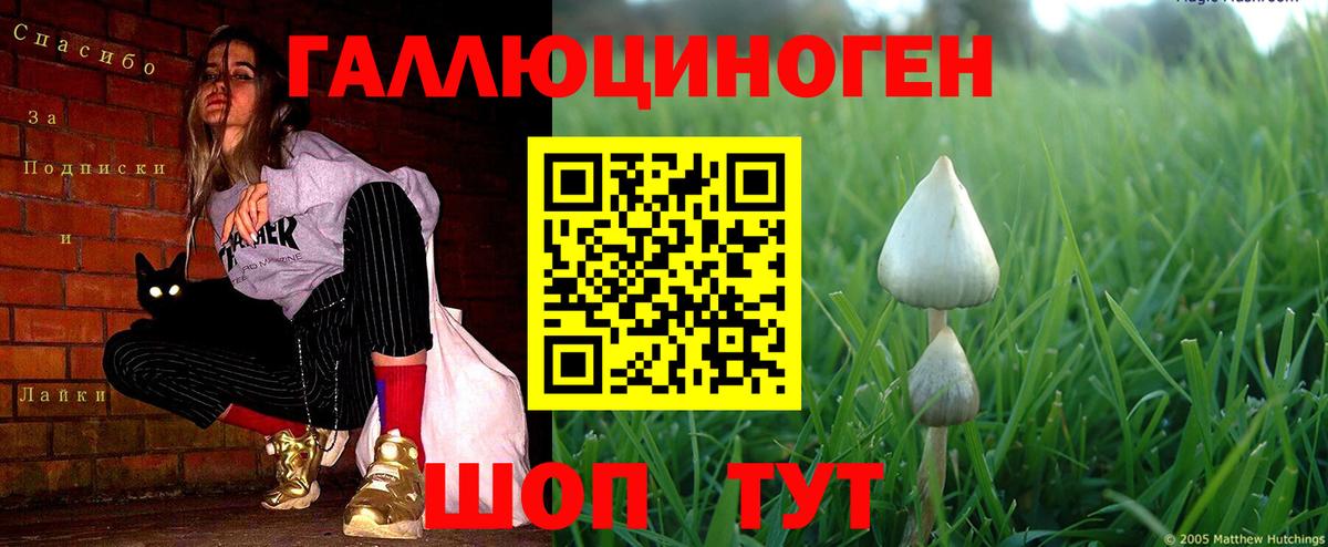 Гурьевск  Псилоцибиновые грибы мухоморы  Вход с VPN 